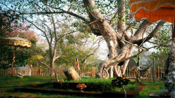 Jaya Sri Maha Bodhi